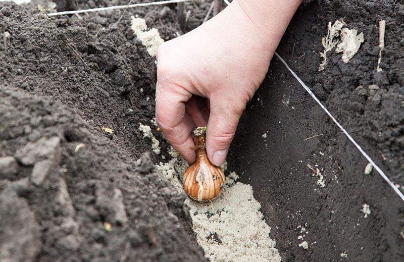 comment et quand planter des tulipes