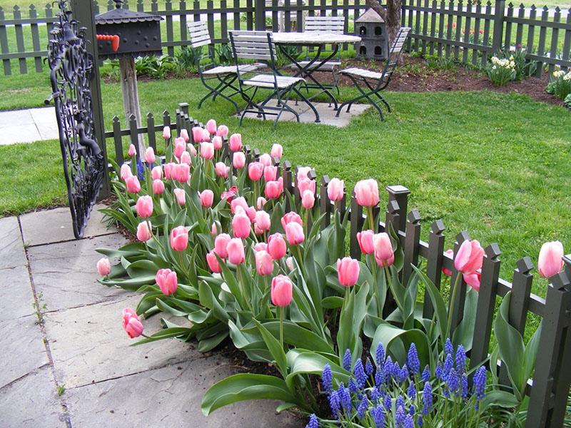 site de plantation de tulipes