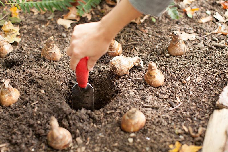 plantar bulbos de tulipán