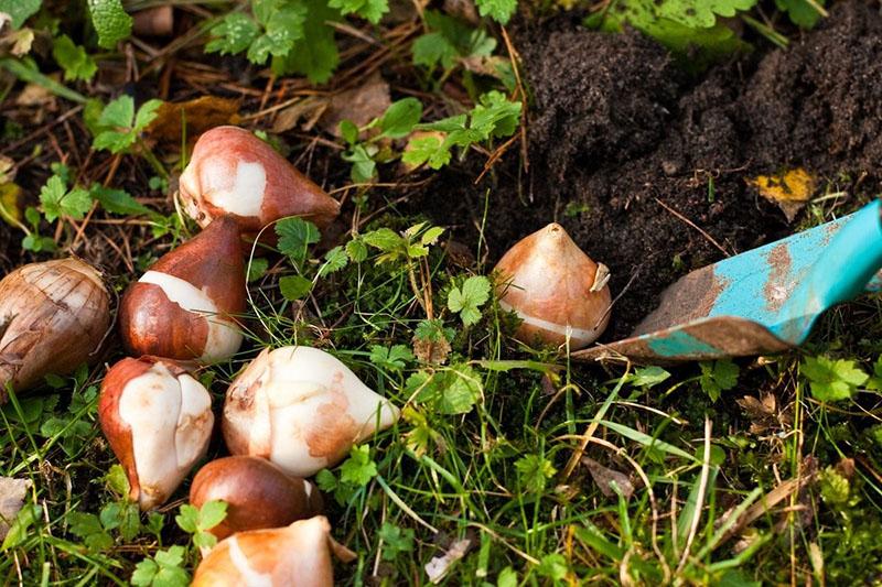 apto para trasplante de bulbos