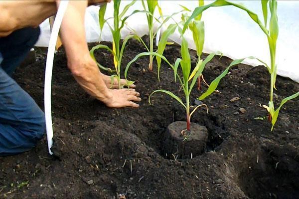 planter des semis