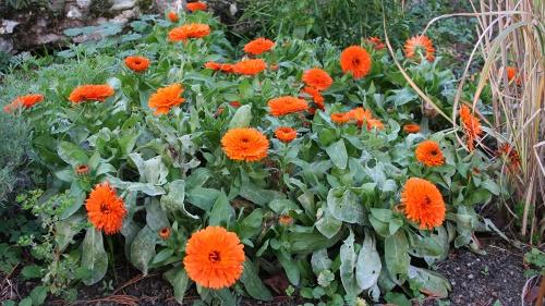 éponge calendula