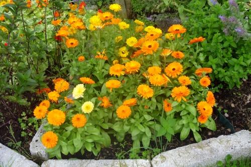 caléndula en flor