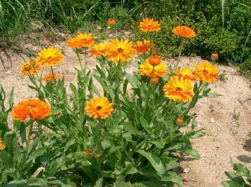 quand semer le calendula en extérieur