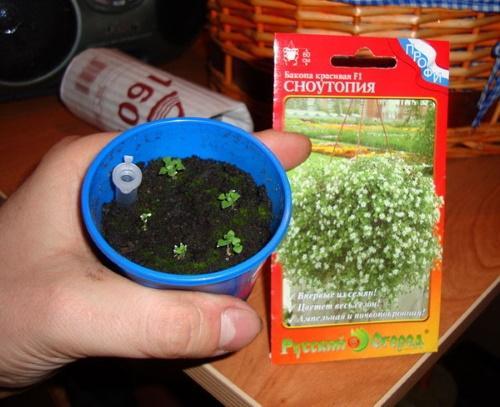 graines de bacopa