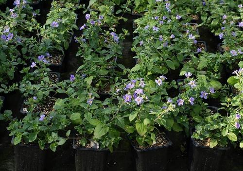 semis de bacopa
