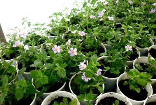 quand semer les plants de bacopa