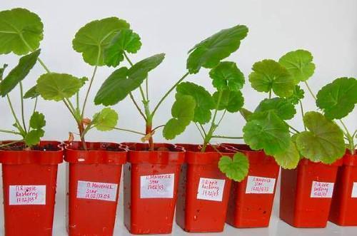 plántulas de pelargonium en tazas