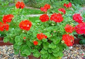 pelargonio cultivado