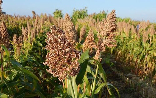 cultivo de sorgo