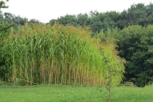 cuando sembrar sorgo para escobas