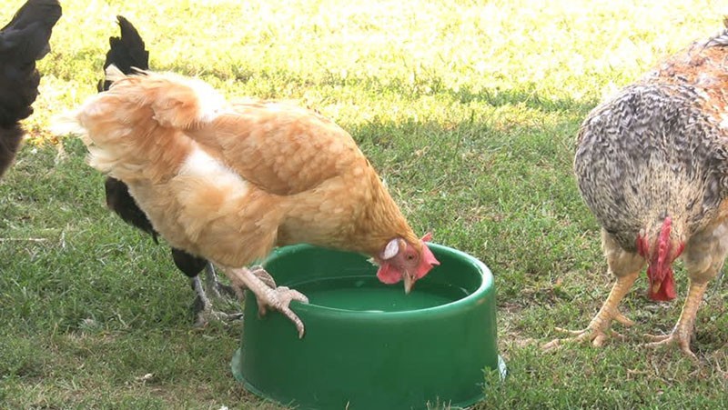 alimentar a los pollos con la droga