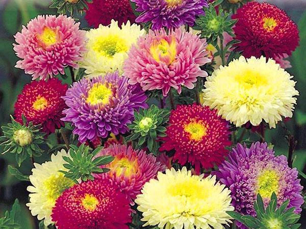 aster annuel