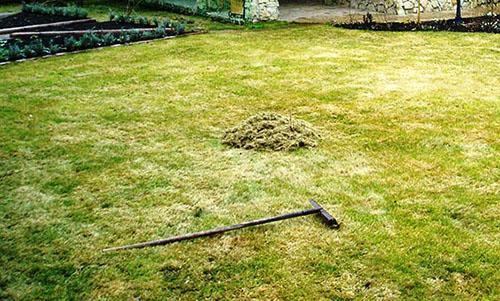 cuidado del césped de primavera
