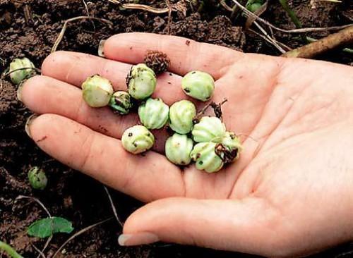 semillas de capuchina verde