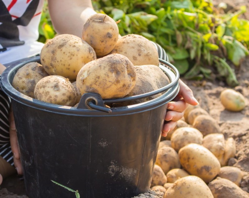 Patatas hankkiyan finlandesas