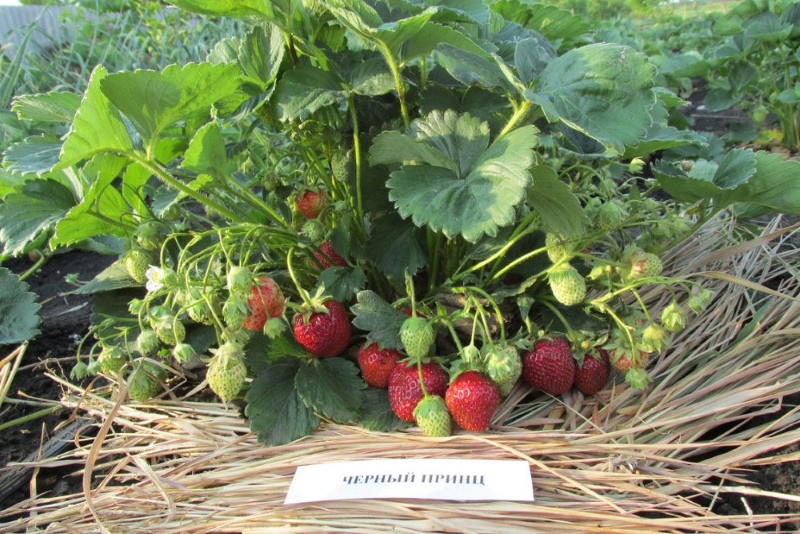 prince noir fraise italienne