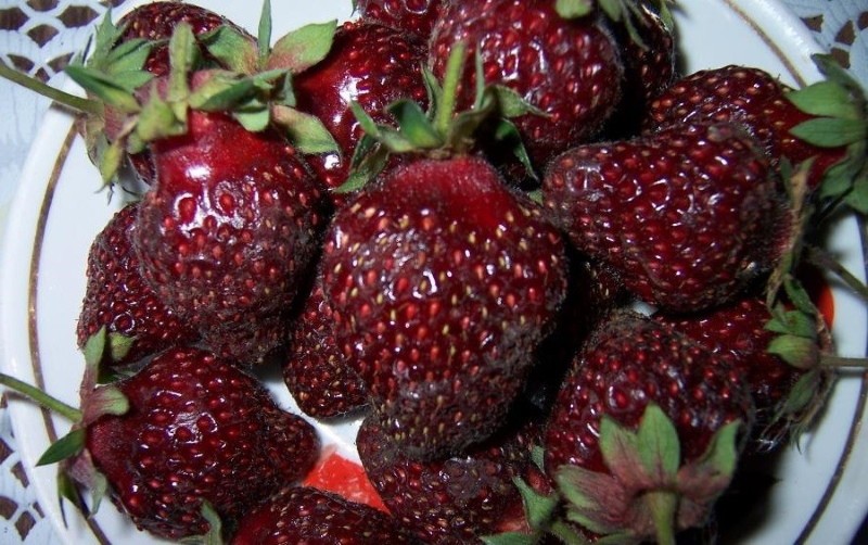 prince noir aux fraises