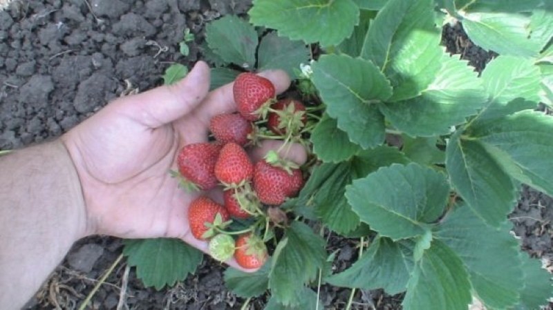 buisson de fraise kama