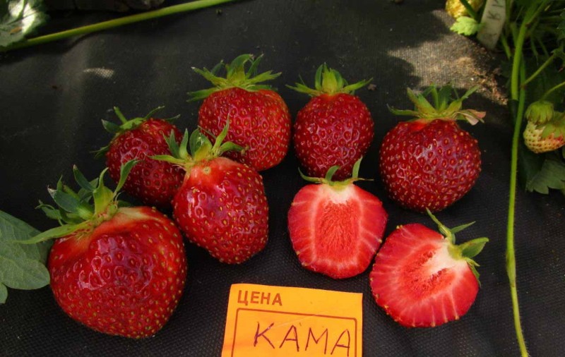 baies de kama aux fraises