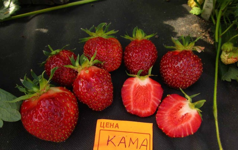 bayas de fresa kama