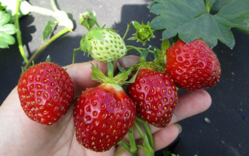 variété de fraise kama