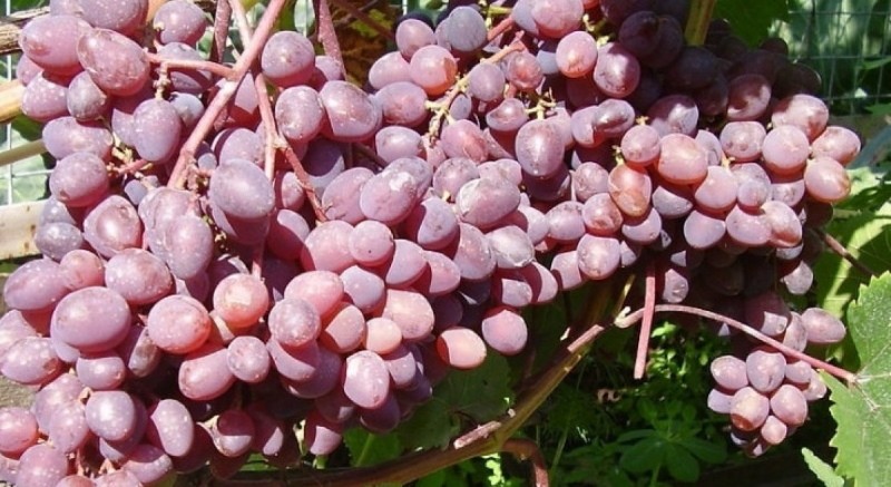 racimos de uvas kishmish Zaporozhye