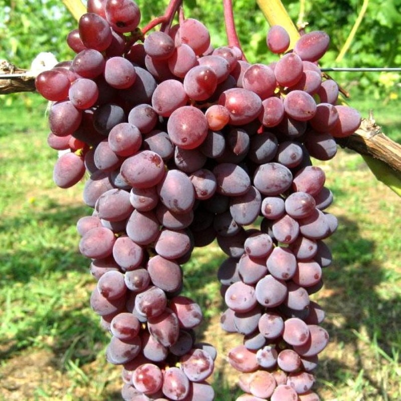 digne raisins raisins secs Zaporozhye