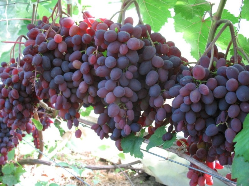 variedad de uva Kishmish Zaporozhye