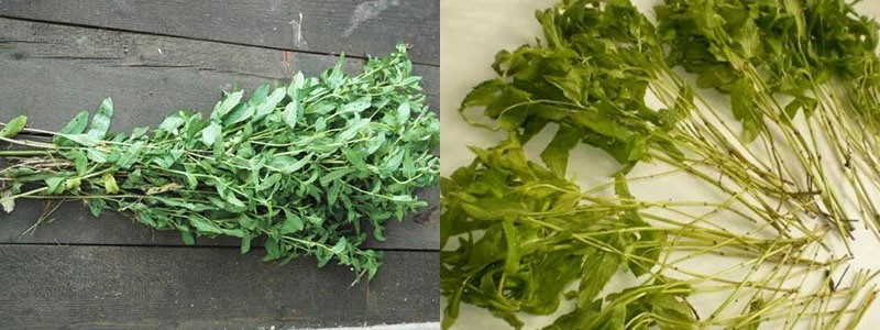 cortar tallos de menta