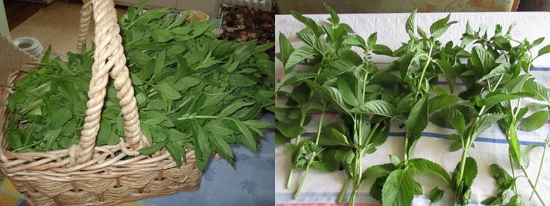 tiempo de cosecha de menta