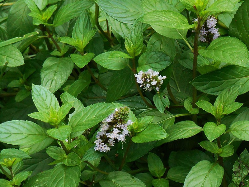 flores de menta