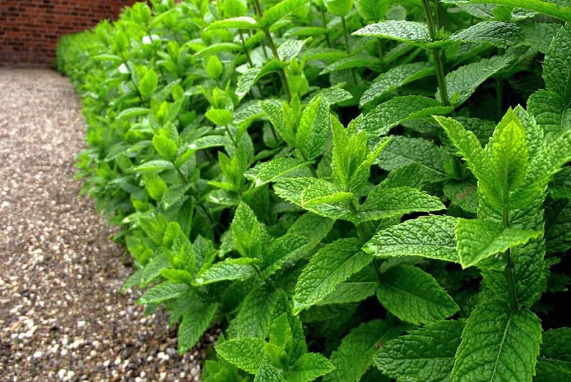 menta para cosechar