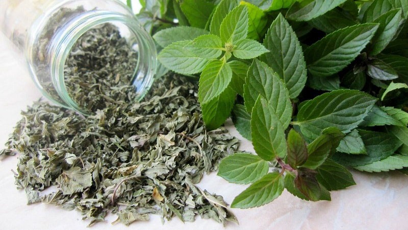 almacenar menta seca en un frasco