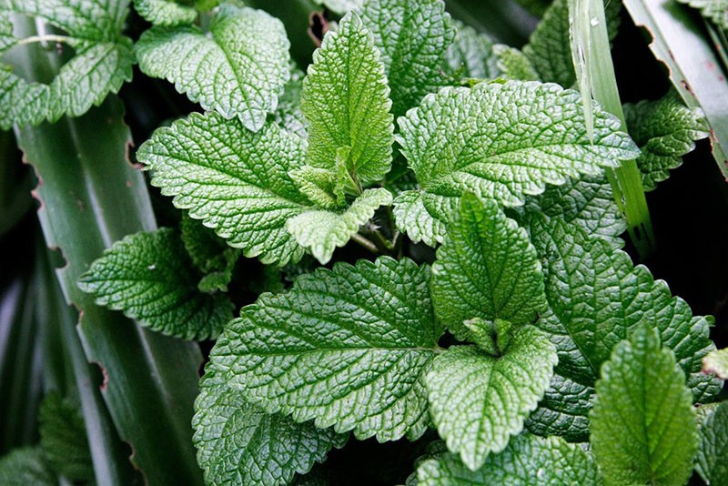 menta