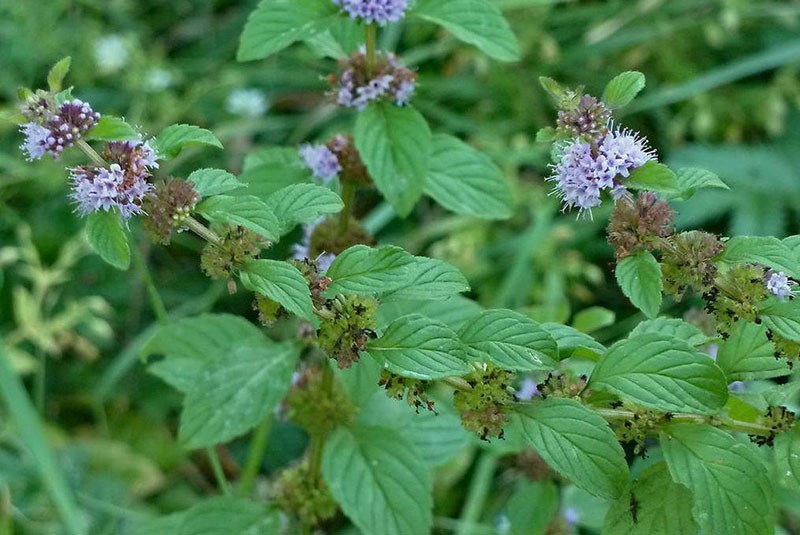 prado de menta