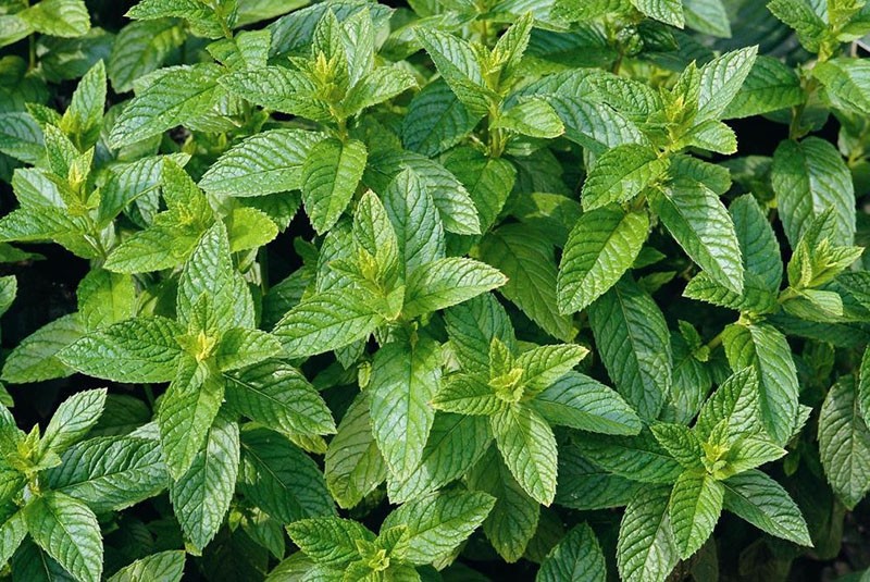 menta mentol