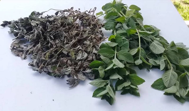 cuando secar la menta para el invierno