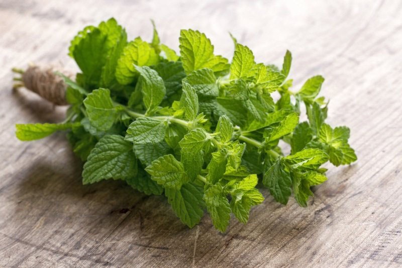 cosechando menta para el invierno