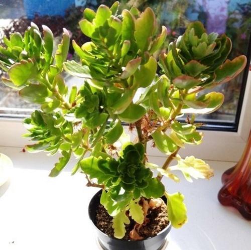 quand le Kalanchoe a une période de dormance