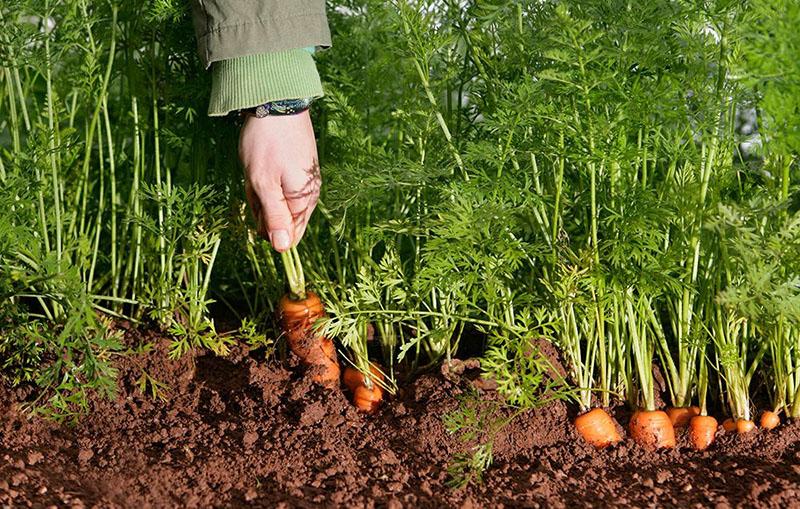 carottes à maturation précoce