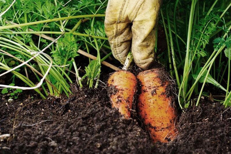 cosechando zanahorias