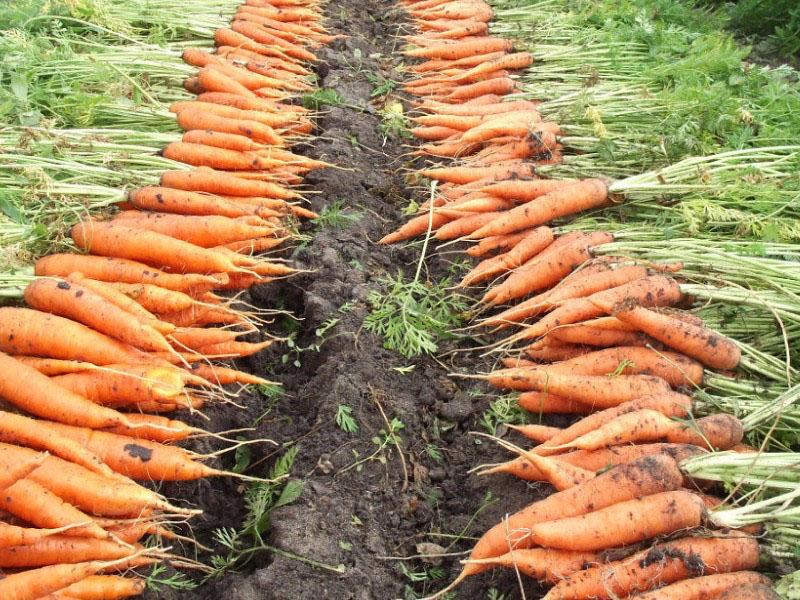 cuando almacenar zanahorias