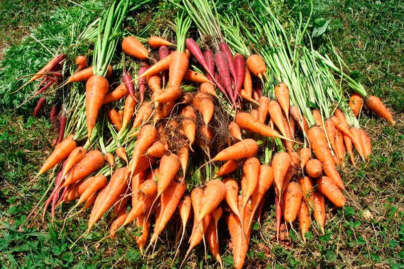 carottes mûres juteuses