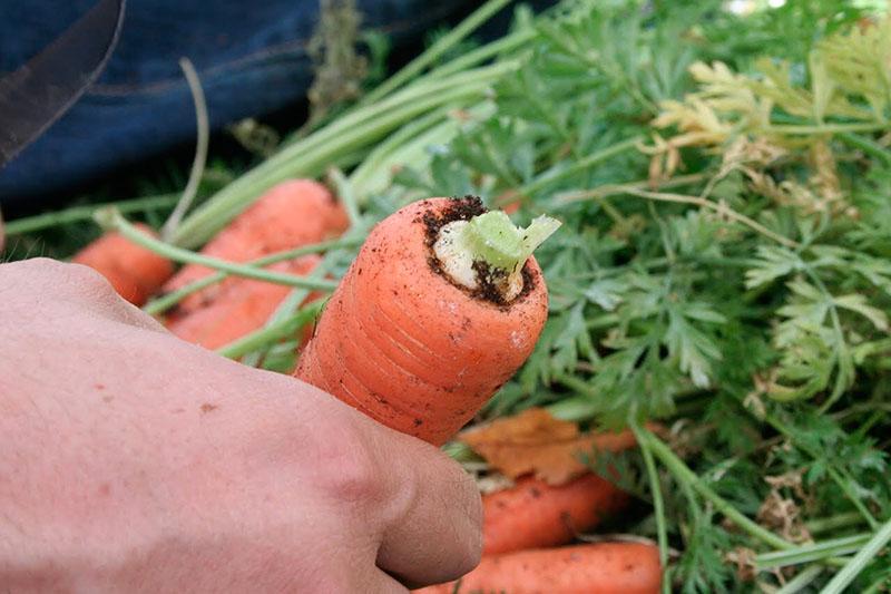 reglas para cosechar zanahorias