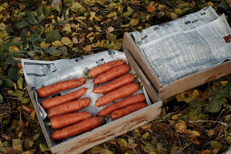 almacenamiento de zanahorias en cajas