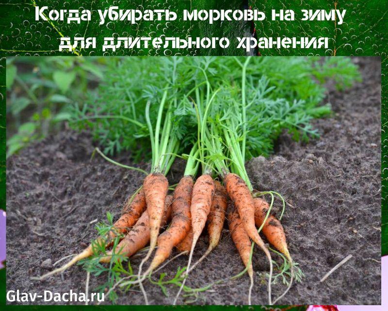 quand récolter les carottes