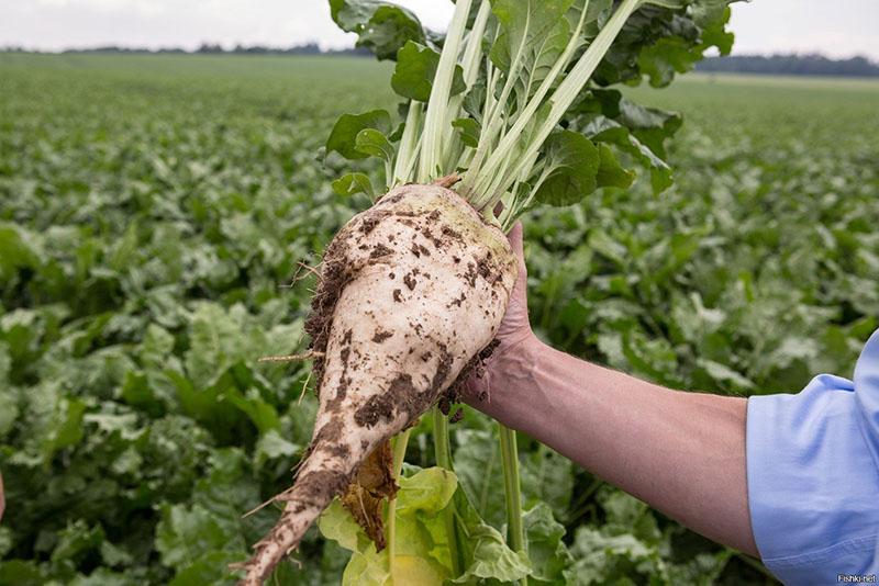 quand récolter les betteraves à sucre