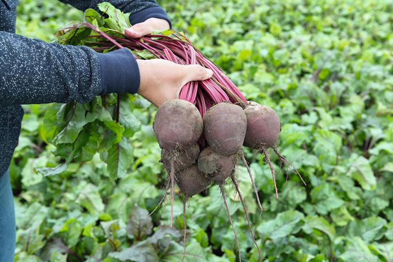 quand récolter les betteraves précoces