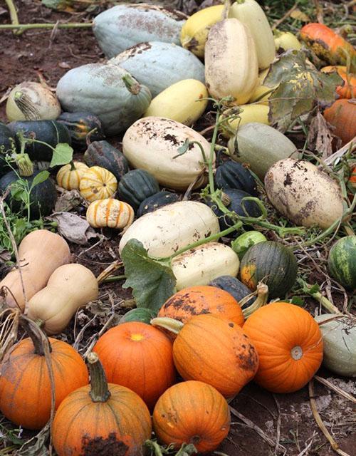 Antes de guardar la calabaza, sécala bien.